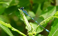 Variable Bluet (Male, Coenagrion pulchellum)